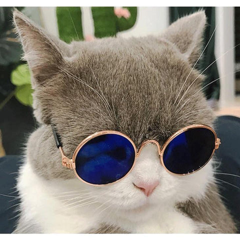 Cat Sunglasses